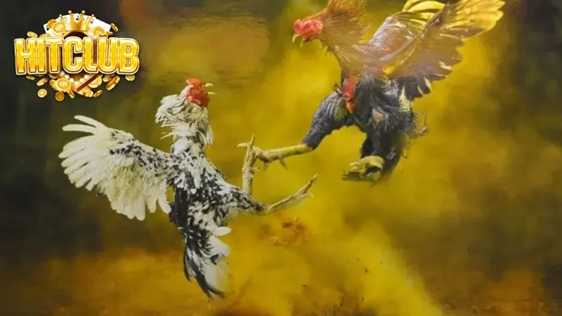 Gợi ý các loại hình đá gà Hitclub cuốn hút đáng thử
